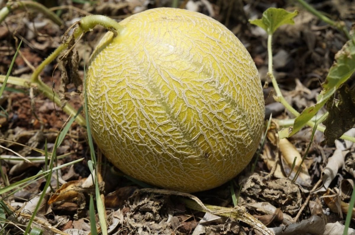 MELON - 0,8 à 1 kg - 3.50 €/kg -